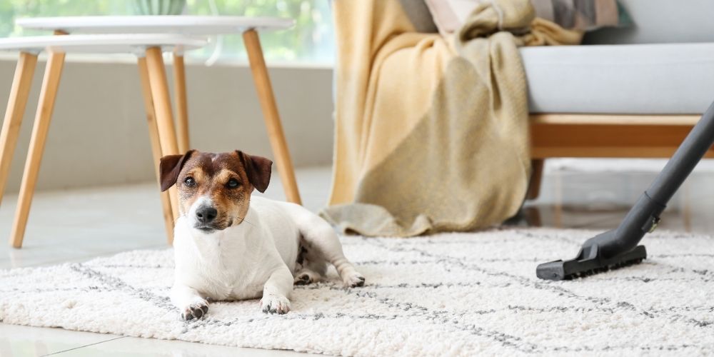 DIY Tips for Repairing Minor Carpet Damage at Home